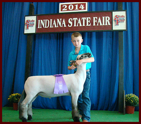 Indiana State Fair Champion Shropshire