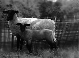 older photo of Brister ewe and lamb